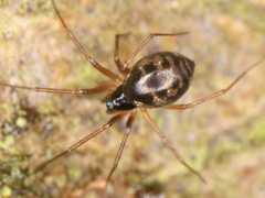 Araneae