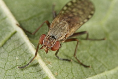 Pherbellia schoenherri
