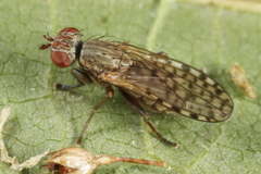 Pherbellia schoenherri