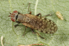 Pherbellia schoenherri