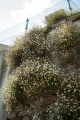 Erigeron karvinskianus