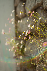 Erigeron karvinskianus