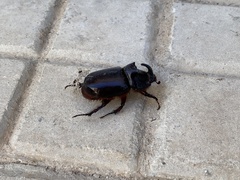 Oryctes nasicornis ameliae