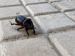 Oryctes nasicornis ameliae