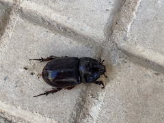 Oryctes nasicornis ameliae