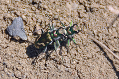 Cicindela decemnotata