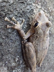 Scinax rostratus