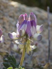 Astragalus amatus