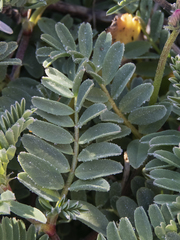 Astragalus amatus