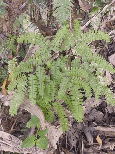Image of Adiantum polyphyllum by (c) Jorge I. Merchán Mayorga, some rights reserved (CC BY-SA)