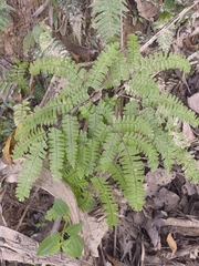 Adiantum polyphyllum