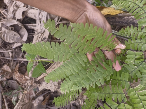 Image of Adiantum polyphyllum by (c) Jorge I. Merchán Mayorga, some rights reserved (CC BY-SA)