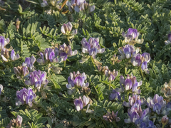 Astragalus amatus