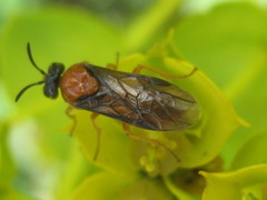 Sterictiphora angelicae