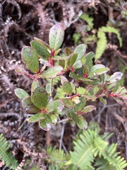 Vaccinium dentatum