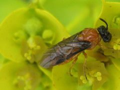 Sterictiphora angelicae