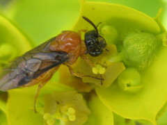 Sterictiphora angelicae