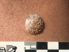 Bostrycapulus odites