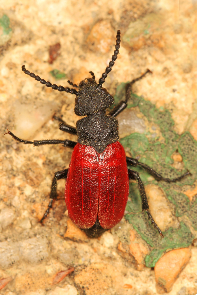 Blood-winged Blister Beetle
