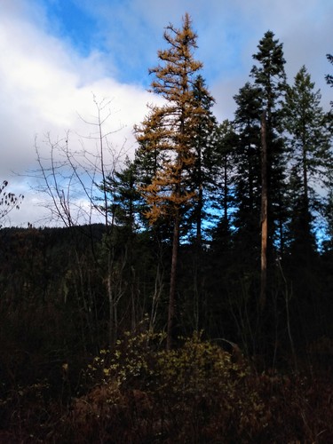 Trail 7