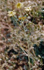 Senecio gallicus