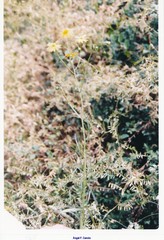 Senecio gallicus