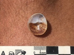 Bostrycapulus odites