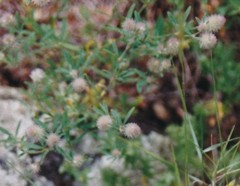 Trifolium arvense