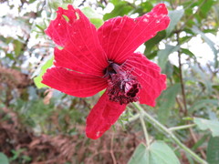 Hibiscus uncinellus