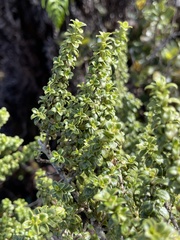 Coprosma elliptica