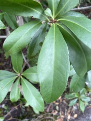 Myrsinoideae