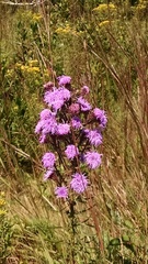 Liatris novae-angliae