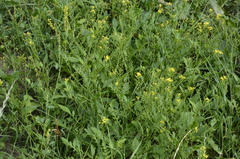 Rorippa × armoracioides