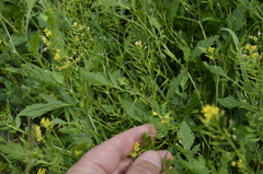 Rorippa × armoracioides