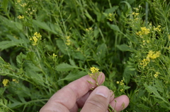 Rorippa × armoracioides