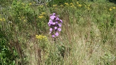 Liatris novae-angliae