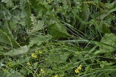 Rorippa × armoracioides