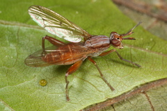 Sepedon spinipes