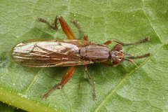 Sepedon spinipes