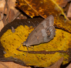 Pseudodebis valentina