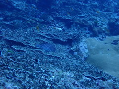 Plectorhinchus macrospilus