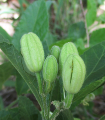 Grewia avellana