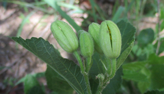 Grewia avellana
