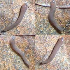 Microplana terrestris