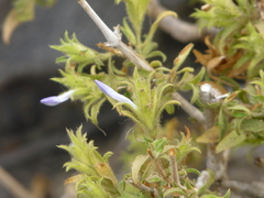 Tetramerium wasshausenii