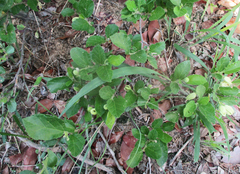 Grewia avellana