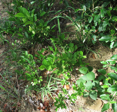Grewia avellana
