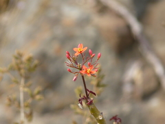 Jatropha humboldtiana