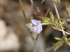 Tetramerium wasshausenii