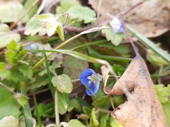 Veronica persica